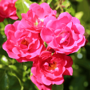 Flower Carpet Rose Pink