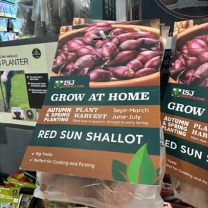Shallot - Red Sun