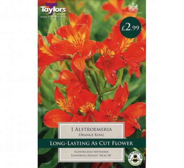 1 ALSTROEMERIA ORANGE KING I
