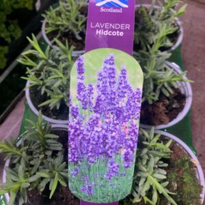 Lavender Hidcote 10.5cm 6pk