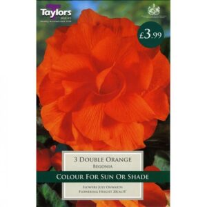 3 BEGONIA ORANGE DOUBLE 6-7