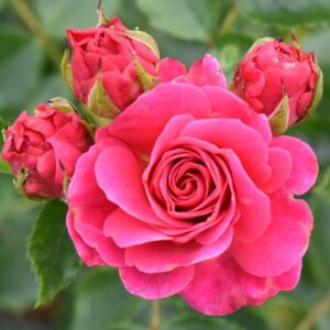 Starlight Express Dark Pink