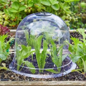 BELL CLOCHE