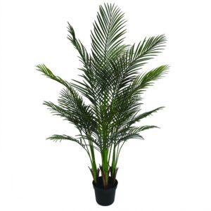Areca Palm Tree