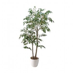 Large Ficus Plant In White Pot 70X136Cm
