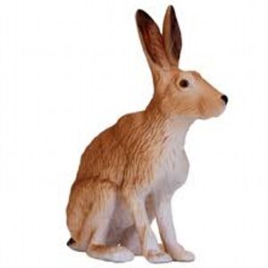 Brown Hare