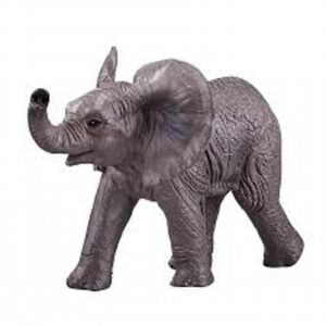 African Elephant Baby