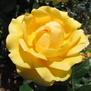 Absolutely Fabulous Yellow