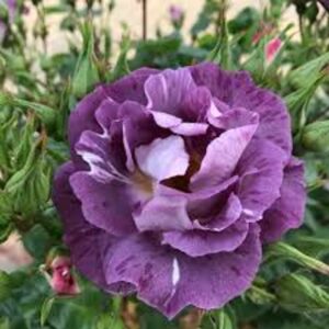 Bush Blue For You
