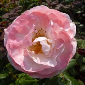 Bush Rose English Miss