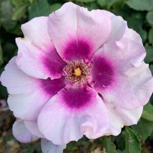 Bush Rose Eyes For You