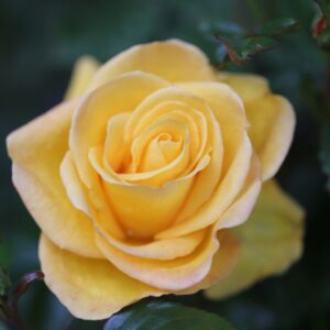 Patio Rose Flower Power Gold