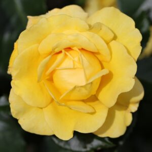 Bush Golden Wedding