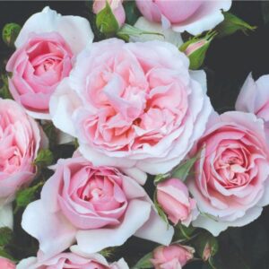 Bush Rose Happy Retirement