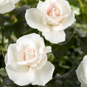 Bush Rose Happy Silver Wedding
