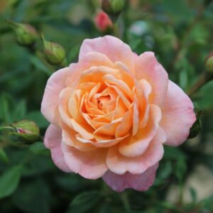 Patio Peachy