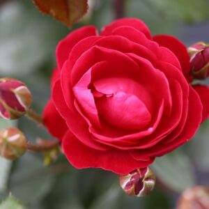 Bush Precious Ruby