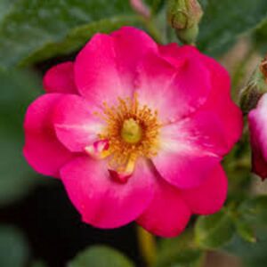Bush Rose Rosy Cheeks