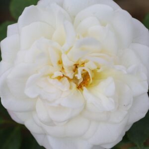 Alba Maxima