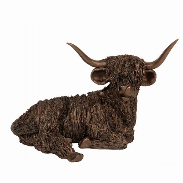 Highland Cow Resting Head Up