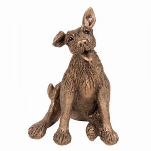 Eddie - Terrier