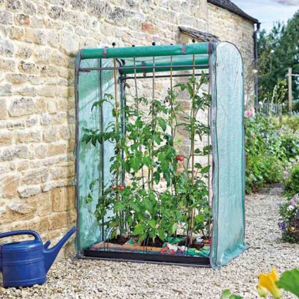 TOMATO GROZONE MAX
