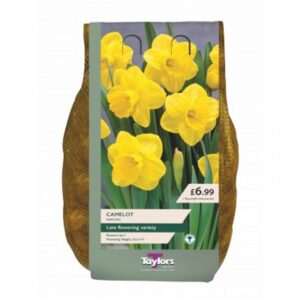 1.5Kg Narcissus Camelot 12-14