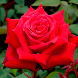 Living Gift Ruby Anniversary.