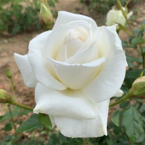 Gift Rose Silver Anniversary