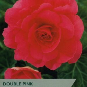 3 Begonia Pink Double 6-7