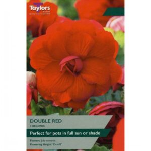 3 Begonia Red Double 6-7