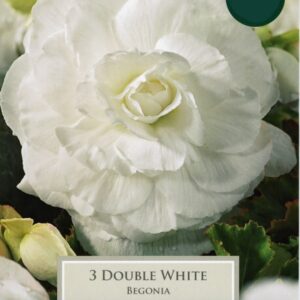 3 Begonia White Double 6-7
