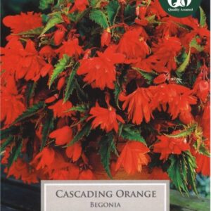 3 Begonia Orange Cascading 4-5