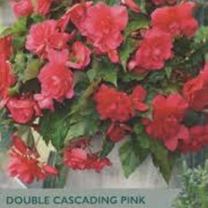 3 Begonia Pink Cascading 4-5