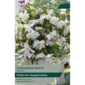 3 Begonia White Cascading 4-5