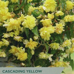 3 Begonia Yellow Cascading 4-5