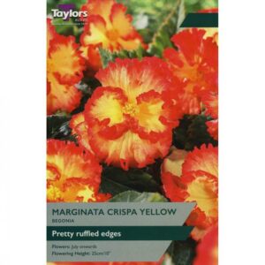3 Begonia Marginata Crispa Yellow 4-5