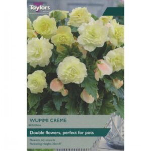 2 Begonia Wummi Creme 4-5