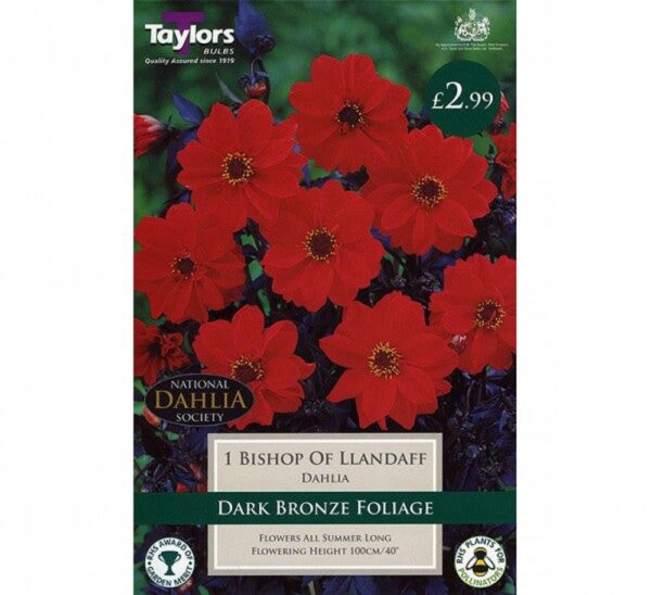 1 DAHLIA BISHOP OF LLANDAFF I