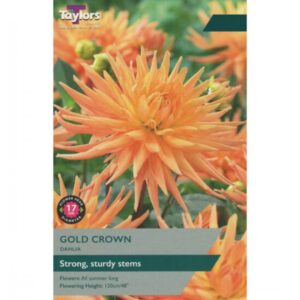 1 Dahlia Gold Crown I