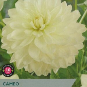 1 Dahlia Cameo I