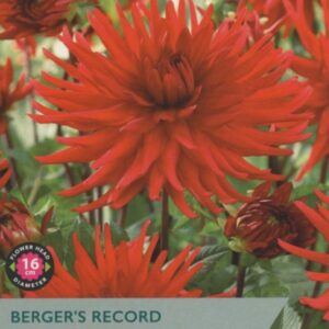 1 Dahlia Berger'S Record I