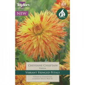 1 Dahlia Cheyenne Chieftain I