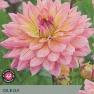 1 Dahlia Oleda I