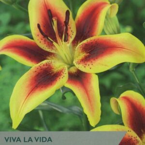 2 Lily Viva La Vida 14-16