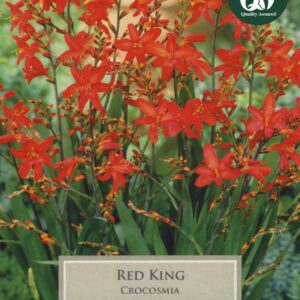 10 Crocosmia Red King 6Up