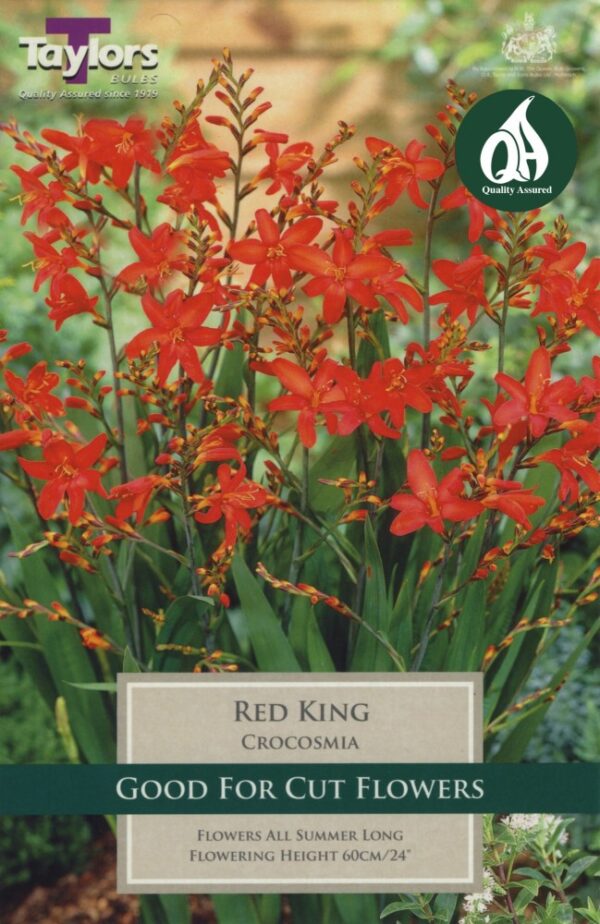 10 Crocosmia Red King 6Up