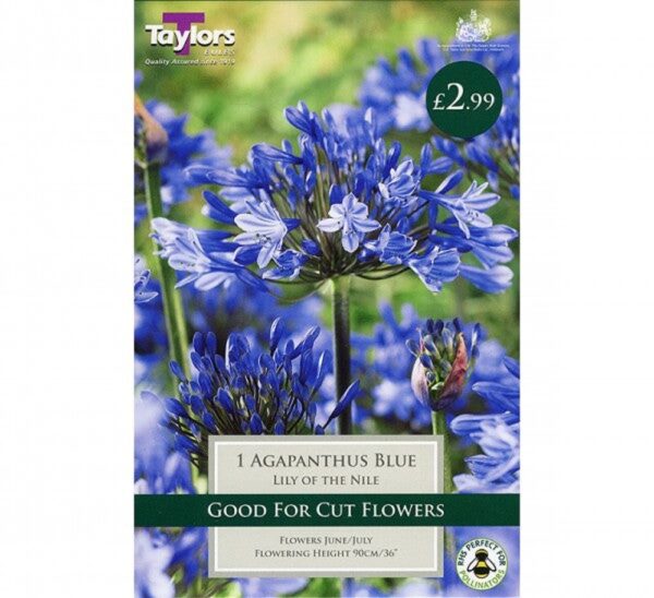 1 AGAPANTHUS BLUE 1-2 EYES