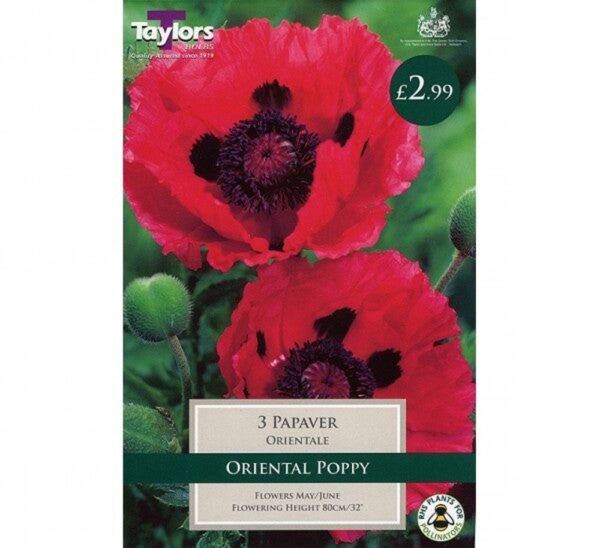3 PAPAVER ORIENTALE I