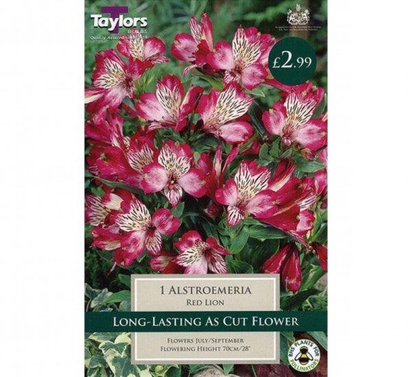 1 ALSTROEMERIA RED LION I